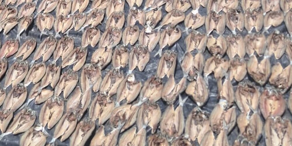 Detalle de las hileras de pescado abierto durante el secado al sol