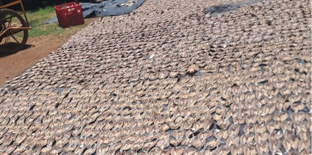 Patio de secado con miles de piezas de pescado extendidas al sol