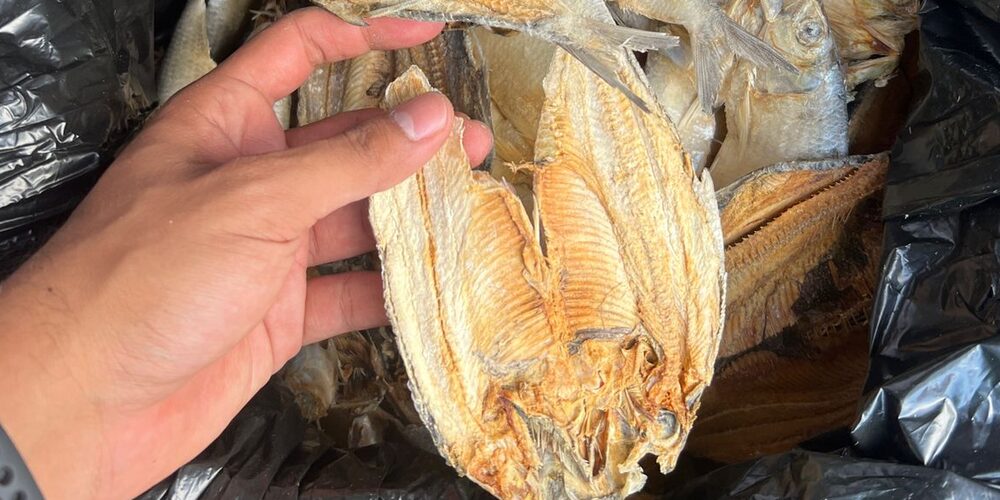 Pescado seco recogido en saco, revisado a mano antes del despacho